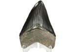 Nice, Serrated, Fossil Megalodon Tooth - Georgia #78651-1